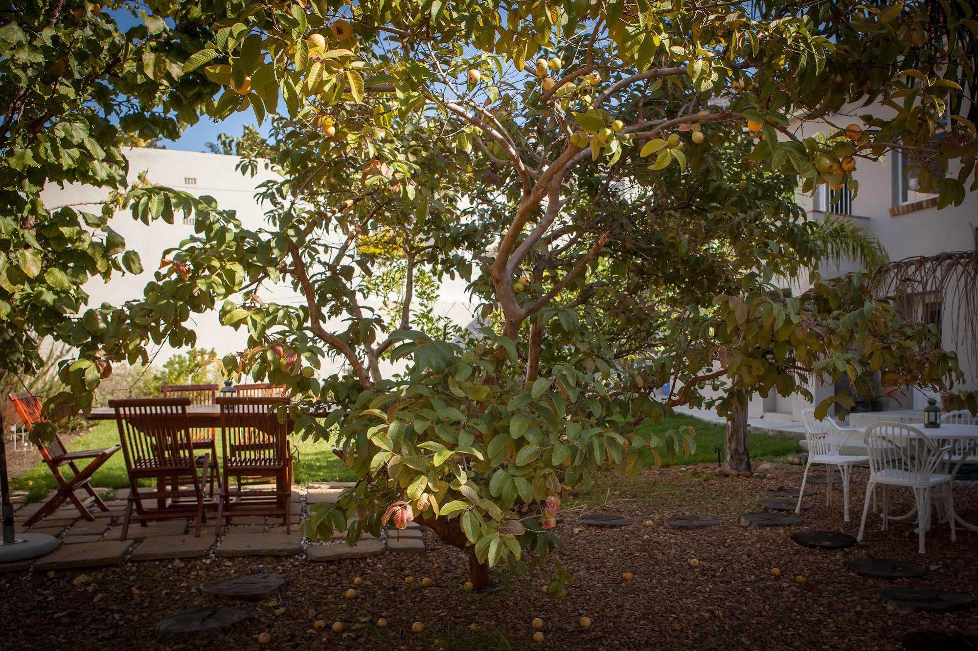 The Lions Guest House Cape Town Ngoại thất bức ảnh